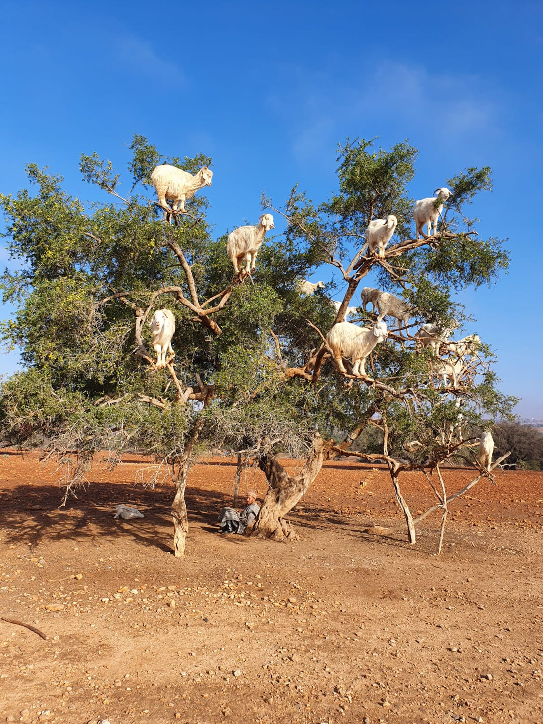Arganolie, het 'Marokkaanse goud'